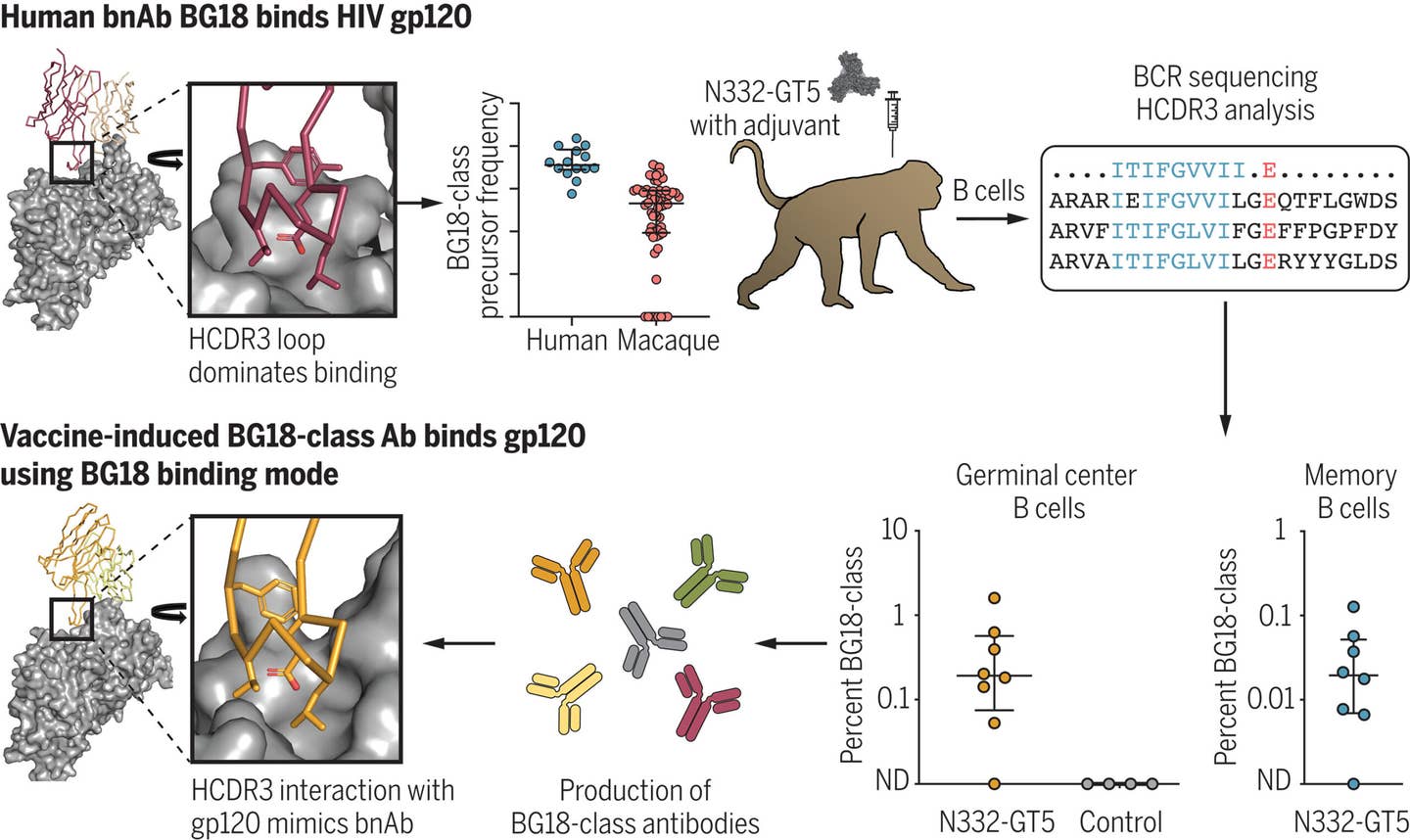 Test of HCDR3-dominant germline targeting in RMs. The HIV bnAb BG18 uses an HCDR3-dominant binding mode. BG18-class naïve precursors occur at low frequency in humans and RMs.
