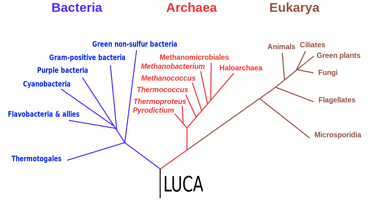 Phylogenetic tree linking all major groups of living organisms, namely the Bacteria, Archaea, and Eukarya, as proposed by Woese et al 1990, with the last universal common ancestor (LUCA) shown at the root.