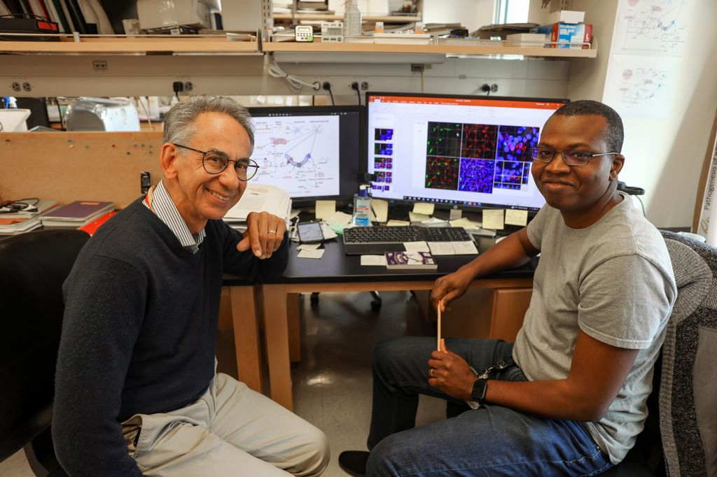 Stephen Back, M.D., Ph.D., a neuroscientist and professor of pediatrics in the OHSU School of Medicine, left, and Philip Adeniyi, Ph.D., a postdoctoral researcher in Back’s laboratory. The researchers discovered that microglia degenerates in the white matter of the brain of patients with Alzheimer’s and vascular dementia. 