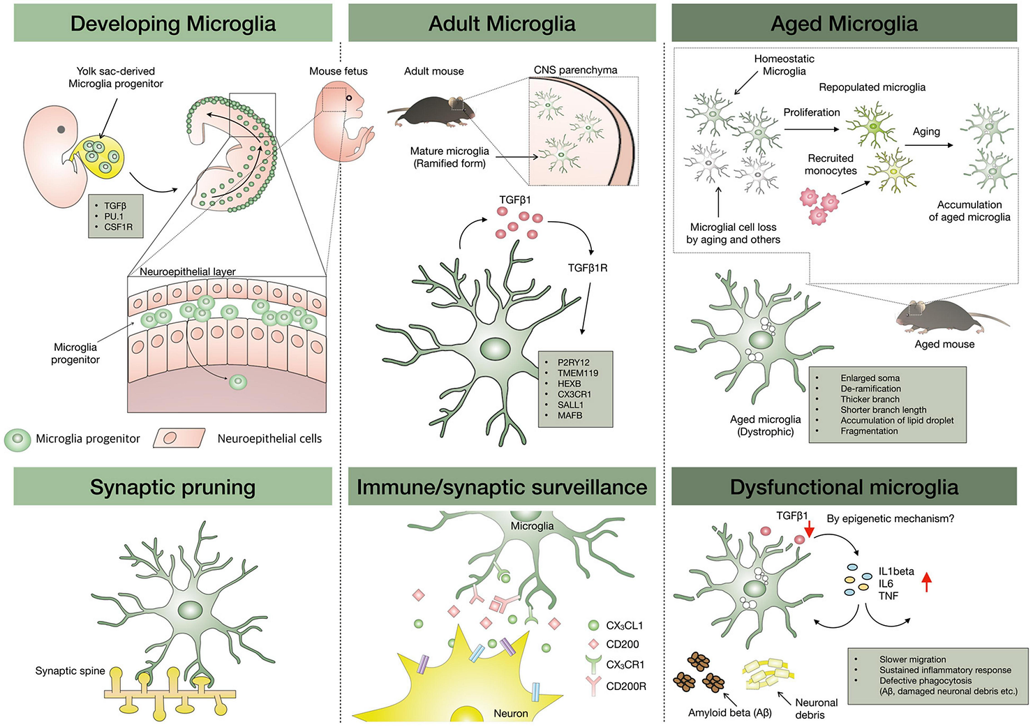 Microglial development, repopulation, and aging. Microglia progenitors are originated from the yolk sac and migrate to the brain parenchyma through the head neuroepithelial layer. 