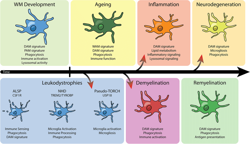 Heterogeneity of microglia in the white matter. Heterogeneity in white matter microglia is present from the early stages of development, as microglia states in the developing CNS show gene enrichment related to phagocytosis and proliferation.