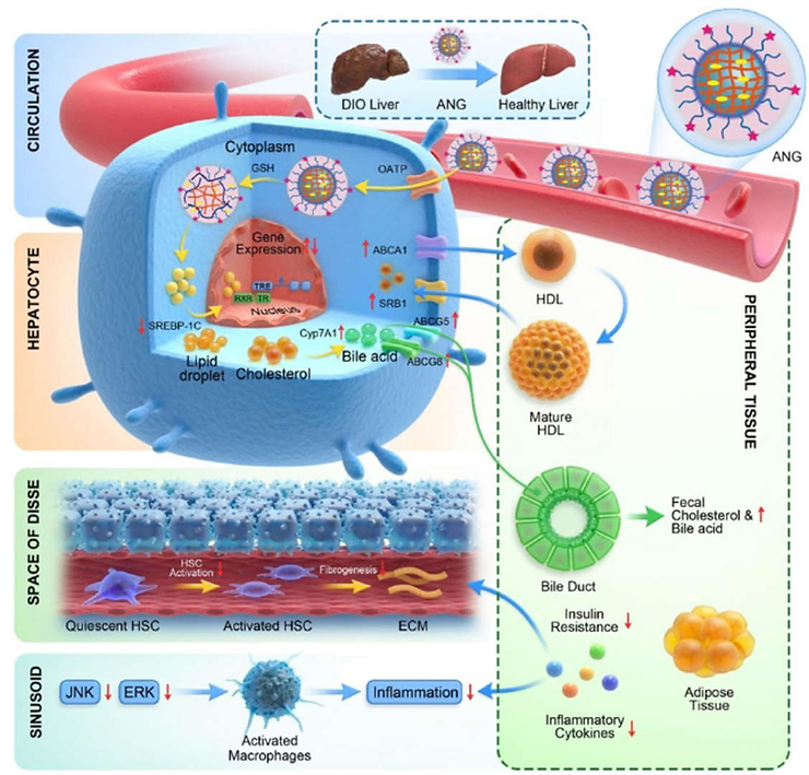 Groundbreaking New Drug Successfully Reduces Weight And Cholesterol Levels