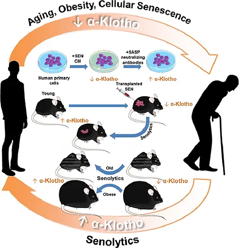 Graphical abstract of Senolytics.