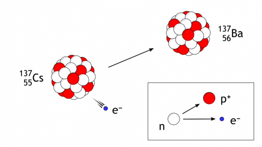 Beta decay is a type of radioactive decay that occurs when an atom’s nucleus has an excess of particles and releases some of them to obtain a more stable ratio of protons to neutrons.