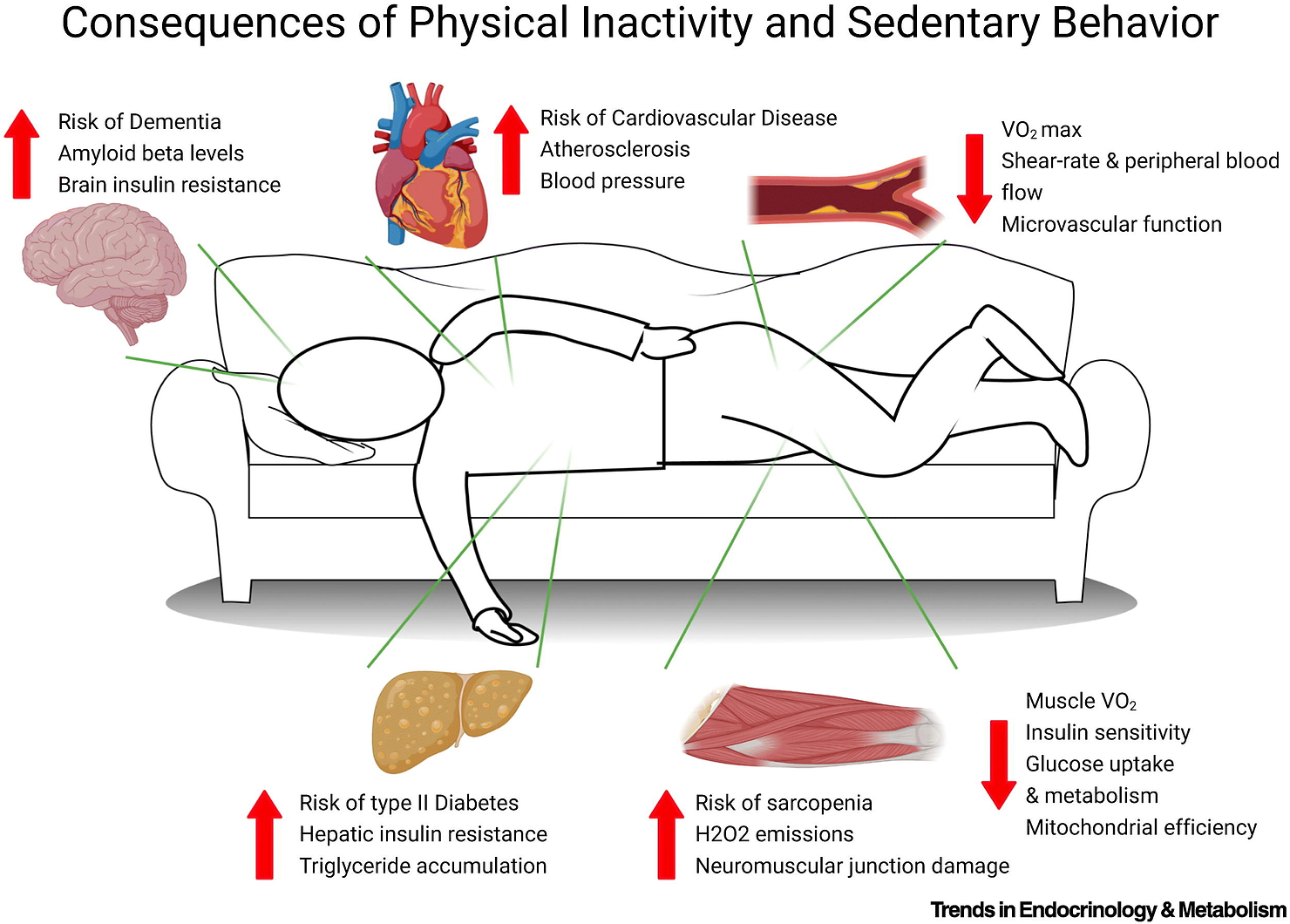 Contributions of physical inactivity and sedentary behavior to metabolic and endocrine diseases. 