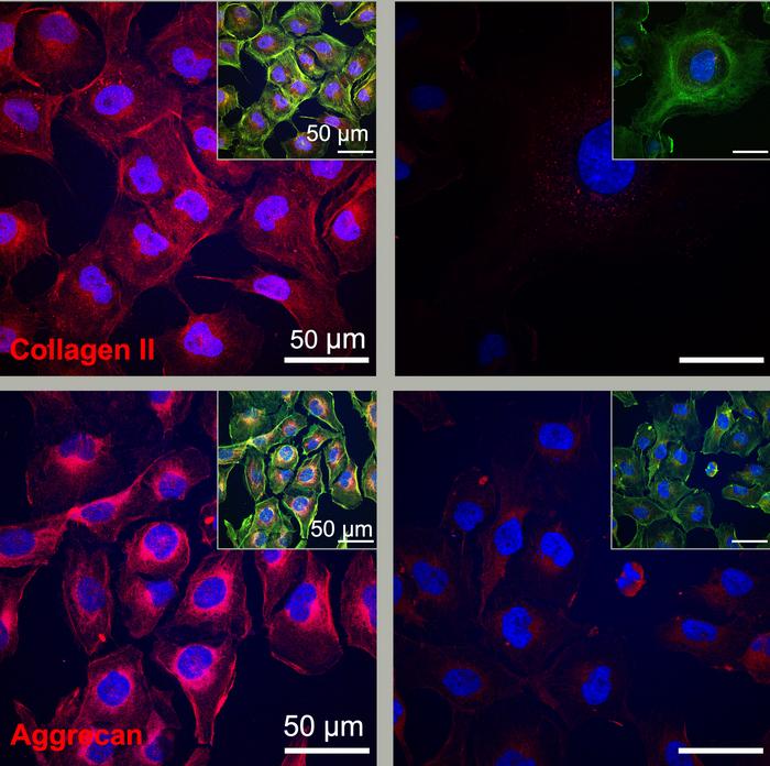 Cartilage cells generate more protein components (collagen II and aggrecan) for regeneration when treated with fast-moving dancing molecules (left) compared to slower moving molecules.

