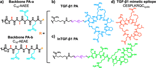 Chemical structures of PA and peptide molecules. (a) Backbone PA-a (top) and backbone PA-b (bottom), where R = H, (b) TGF-β1 mimetic PA, (c) linear lnTGF-β1 PA, and (d) TGF-β1 mimetic peptide.