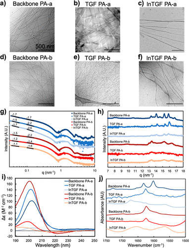 Materials characterization of TGF-β1 mimetic and control PA nanostructures.