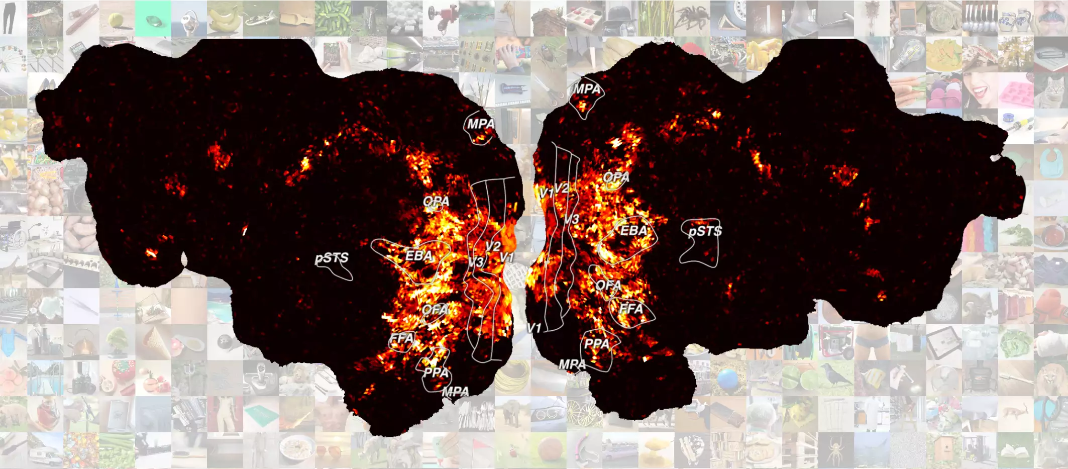 The brain activity of study participants was measured in the MRI scanner over 15 sessions while they saw over 8,000 different images of 720 objects.