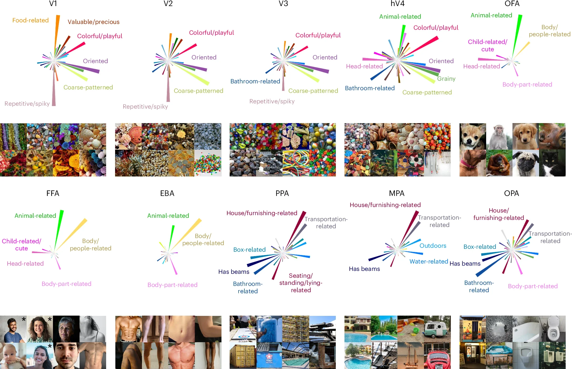 Regional tuning profiles across 66 object dimensions and representative images for selectivity of each region of interest in visual cortex.