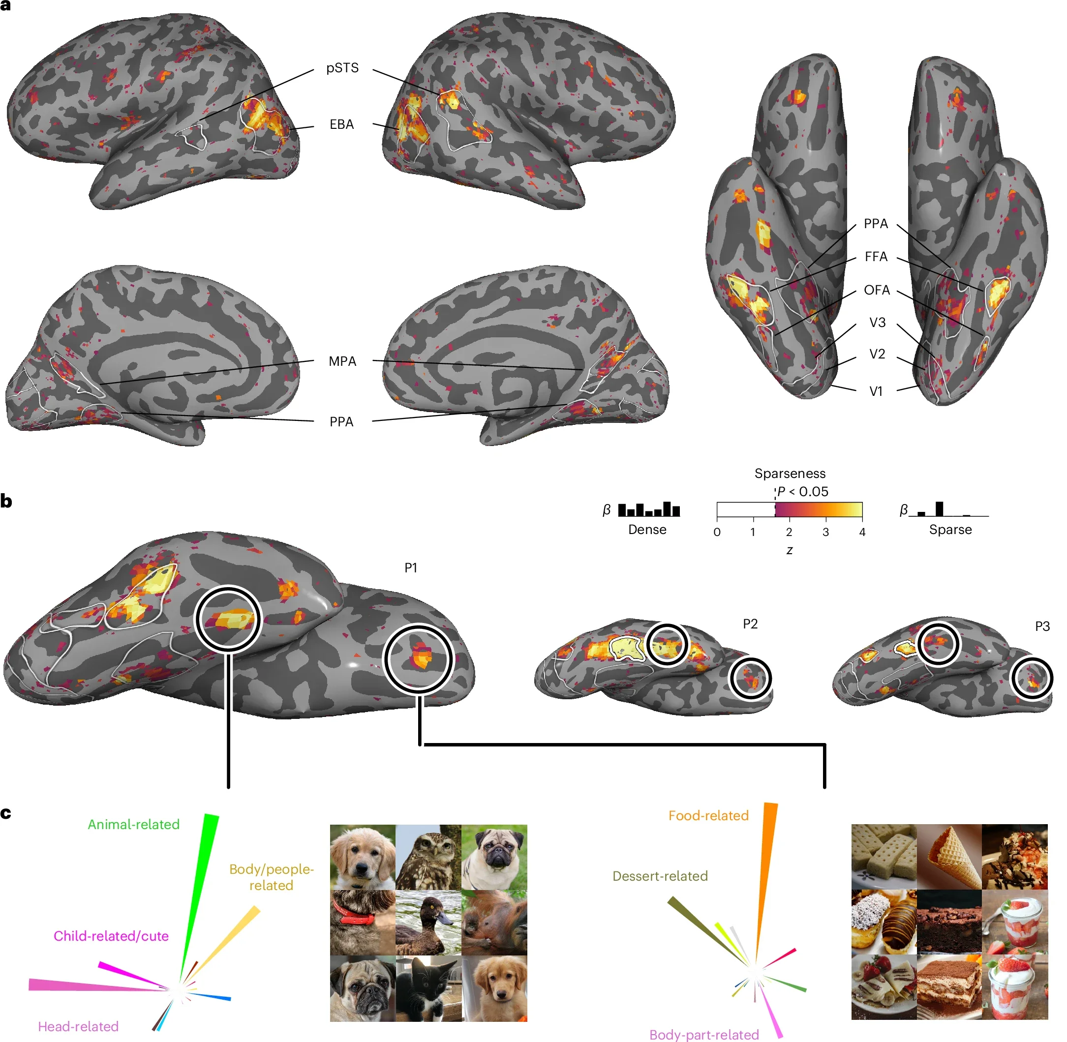 Representational sparseness of behaviour-derived object dimensions in object-category-selective brain regions.