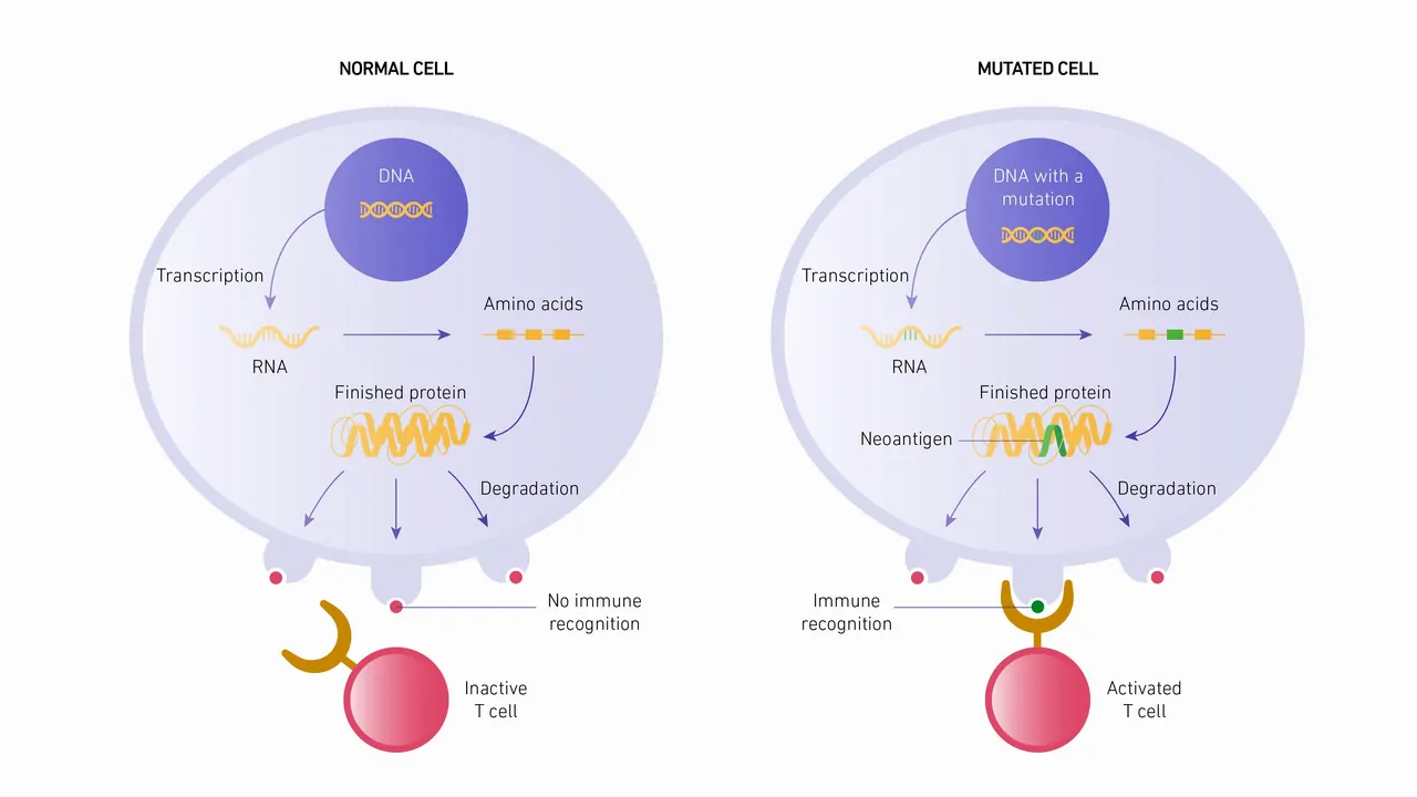 Neoantigens are an important feature of cancer cells and help to stimulate anti-cancer immune responses.