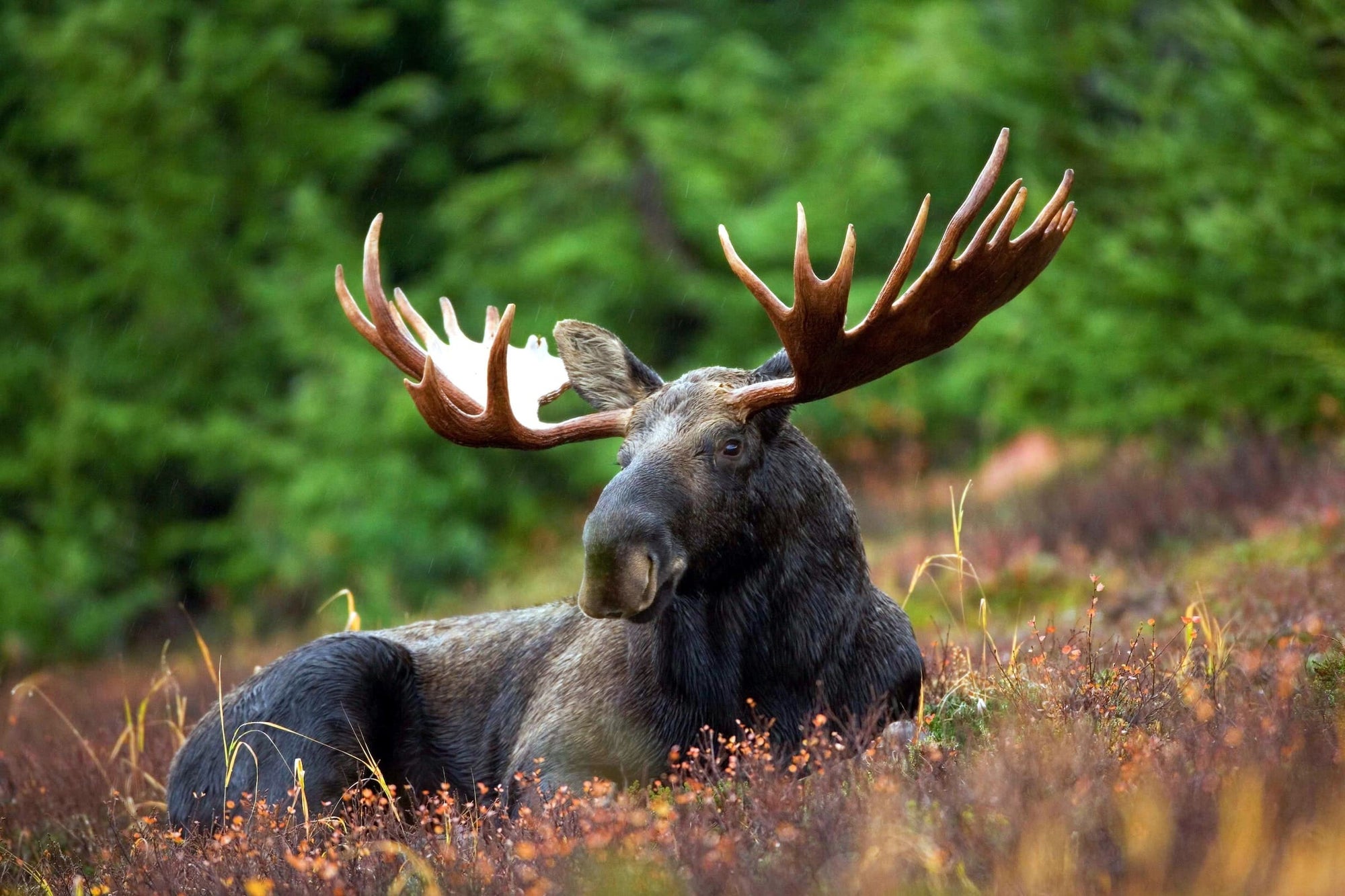 Move over moose, surprising study reveals the ‘most Canadian’ animals