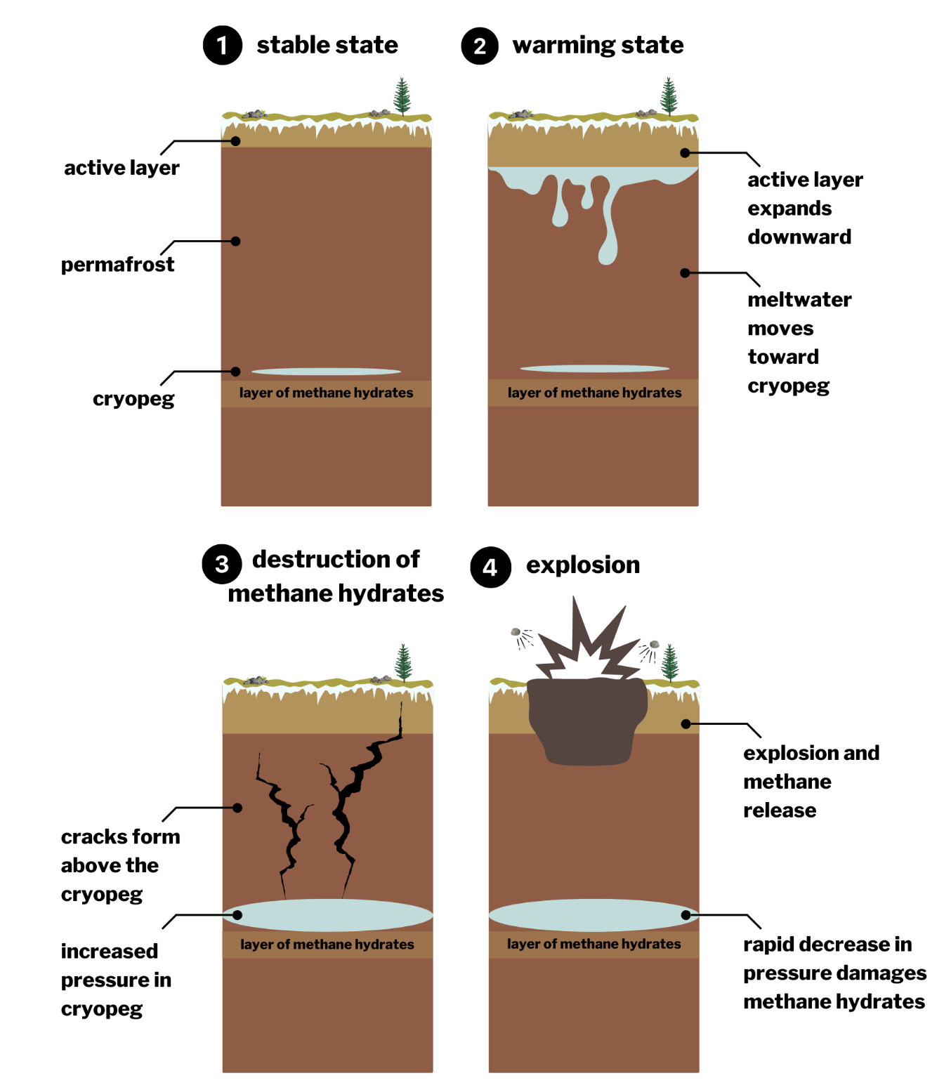 Warming causes melting in the active layer, which expands deeper into the permafrost. Meltwater then enters the salty cryopeg through osmosis, causing the expansion of the cryopeg, which cracks the overlying permafrost. When those cracks reach the surface, the rapid decrease in pressure in the cryopeg damages the methane hydrates below and triggers a rapid physical explosion. Images not to scale.