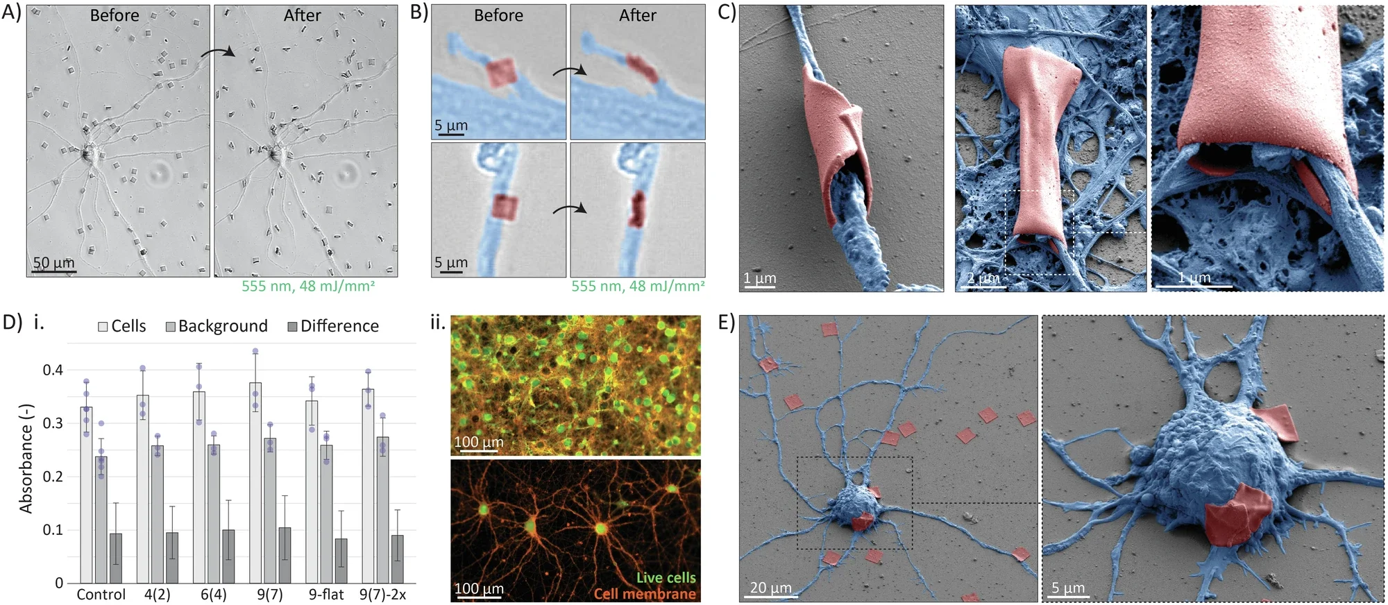 Wrapping of neuronal processes in vitro. Colored SEM images of neurons (blue) with the pDR1M wrapped structures (red). 