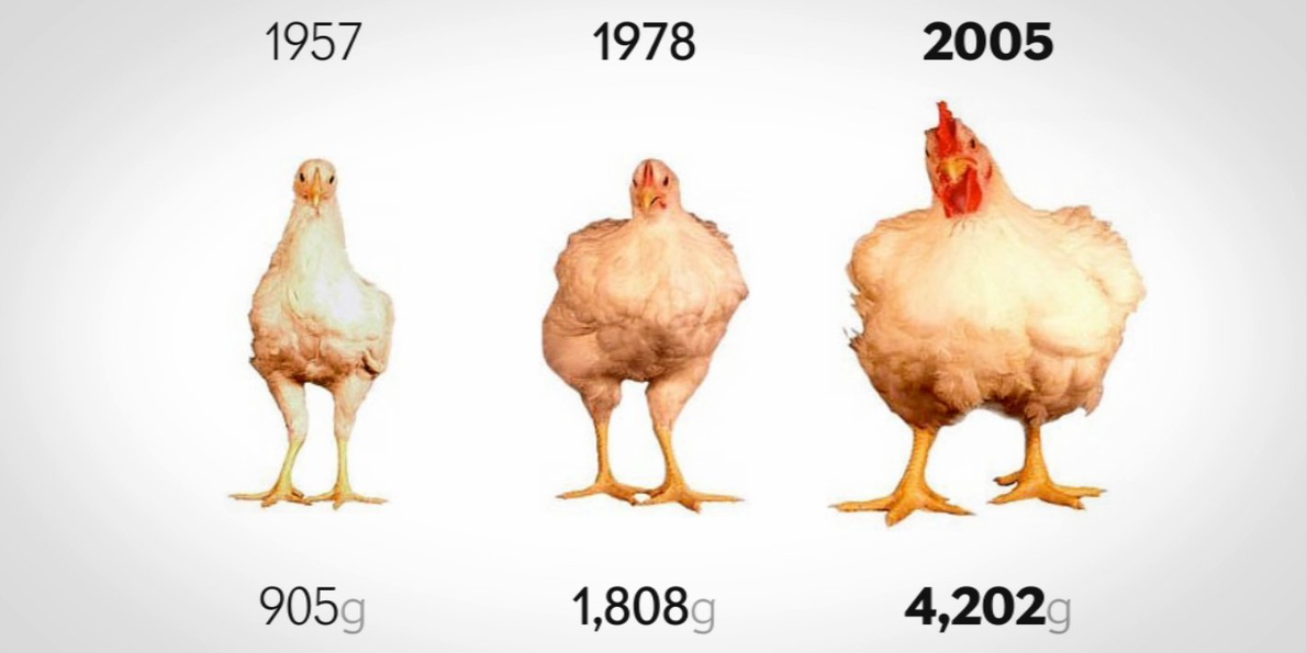 The appearance and genetics of a chicken has evolved over time.