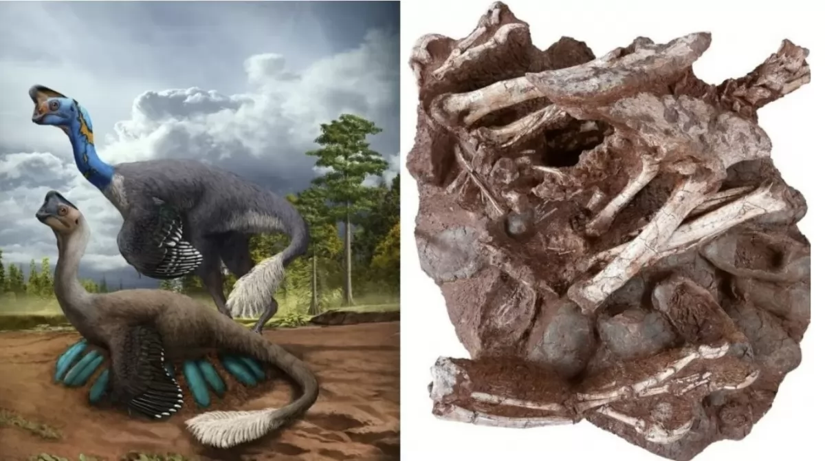 Fossils of dinosaurs, leathery eggs discovered in SW China.