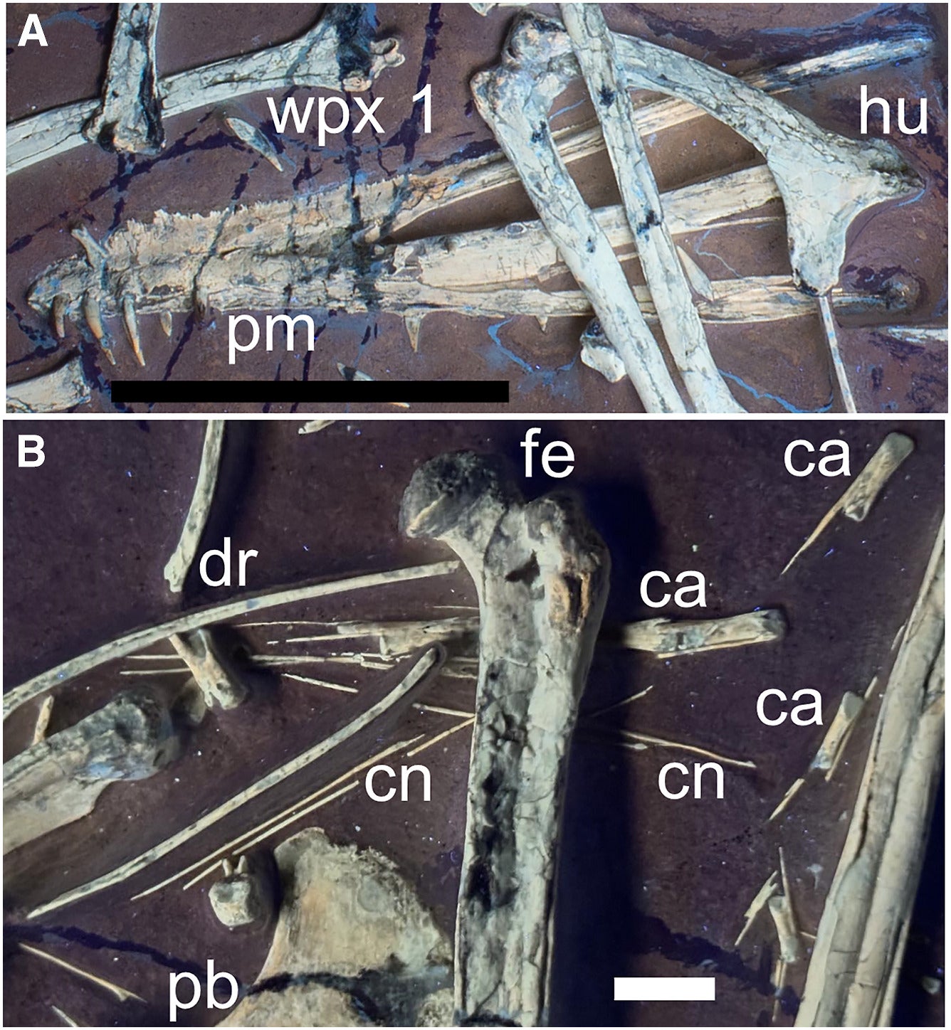 Key elements of Skiphosoura. The anterior part of the skull with the premaxillary crest and large teeth. Also seen is the humerus. The short caudal vertebrate with long zygapophyses and the elongate chevrons.