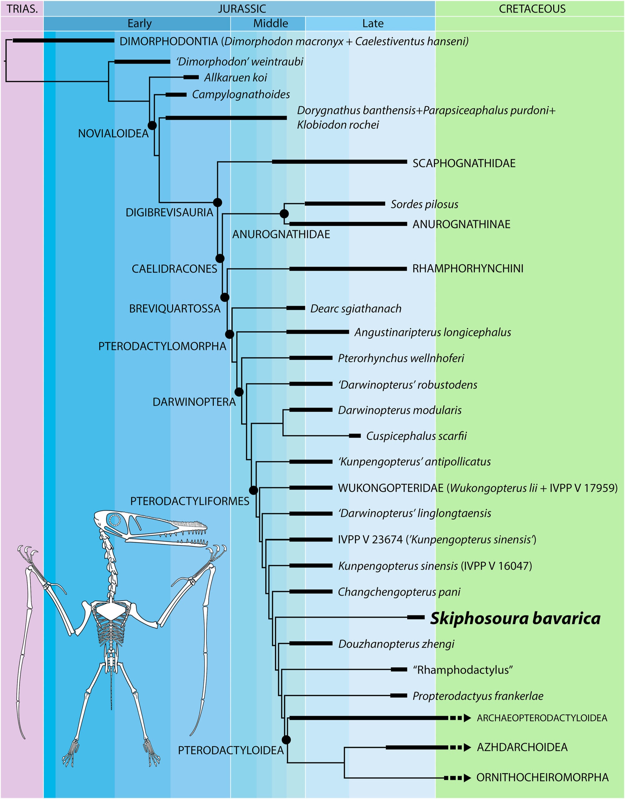 Simplified phylogeny of Macronychoptera showing the phylogenetic placement of Skiphosoura bavarica gen. et sp. nov.