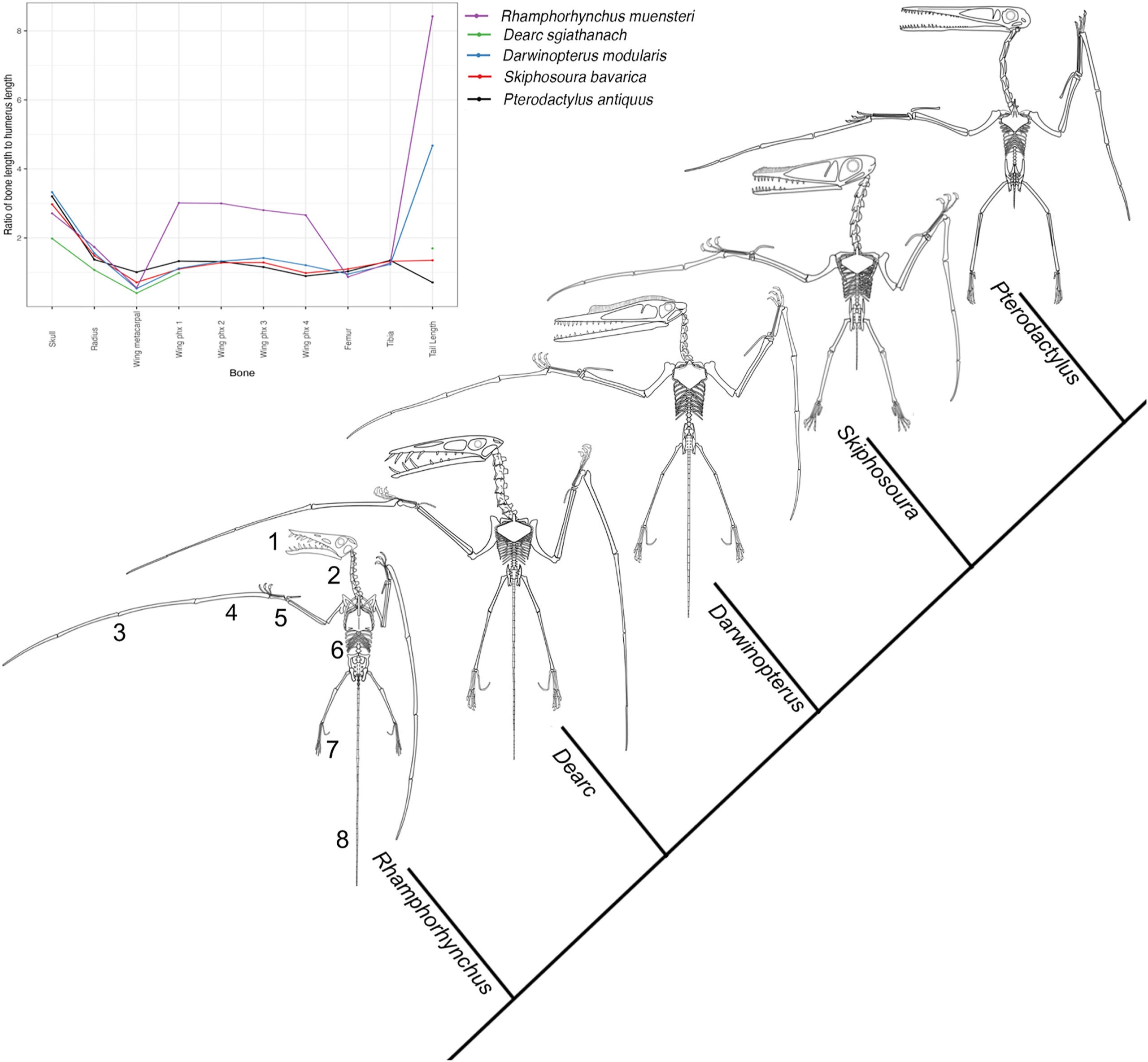 The transition of pterosaur proportions across the transition from early pterosaurs to the pterodactyloids