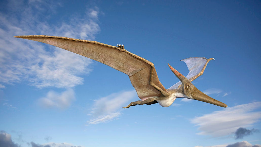 Skiphosoura bavarica, a newly discovered Jurassic pterosaur