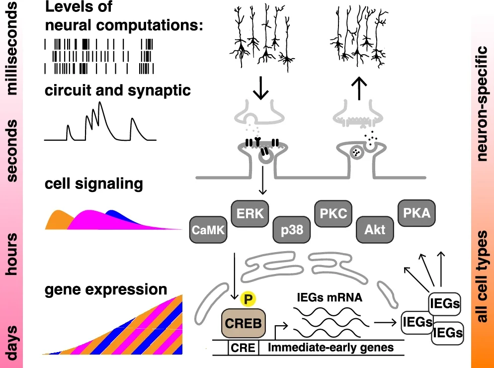 Computations are generally taken to occur at the circuit and synaptic levels of neuronal function on the timescales of milliseconds to seconds. These, however, are nested within slower, cellular computations that occur on the levels of cell signaling (seconds to hours) and gene transcription (hours to days and beyond)