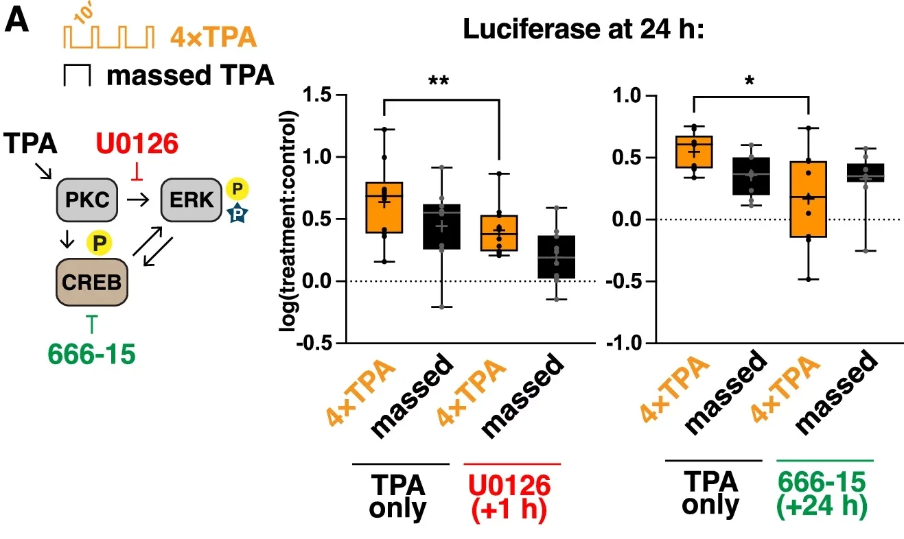 luc-CRE cells were treated with either 4× or massed TPA, and incubated in the presence of U0126 or 666-15 for 1 h or 24 h.