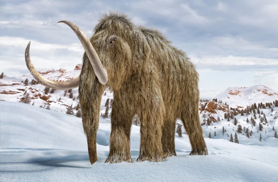 Scientists Finally Solve Woolly Mammoth Extinction Mystery