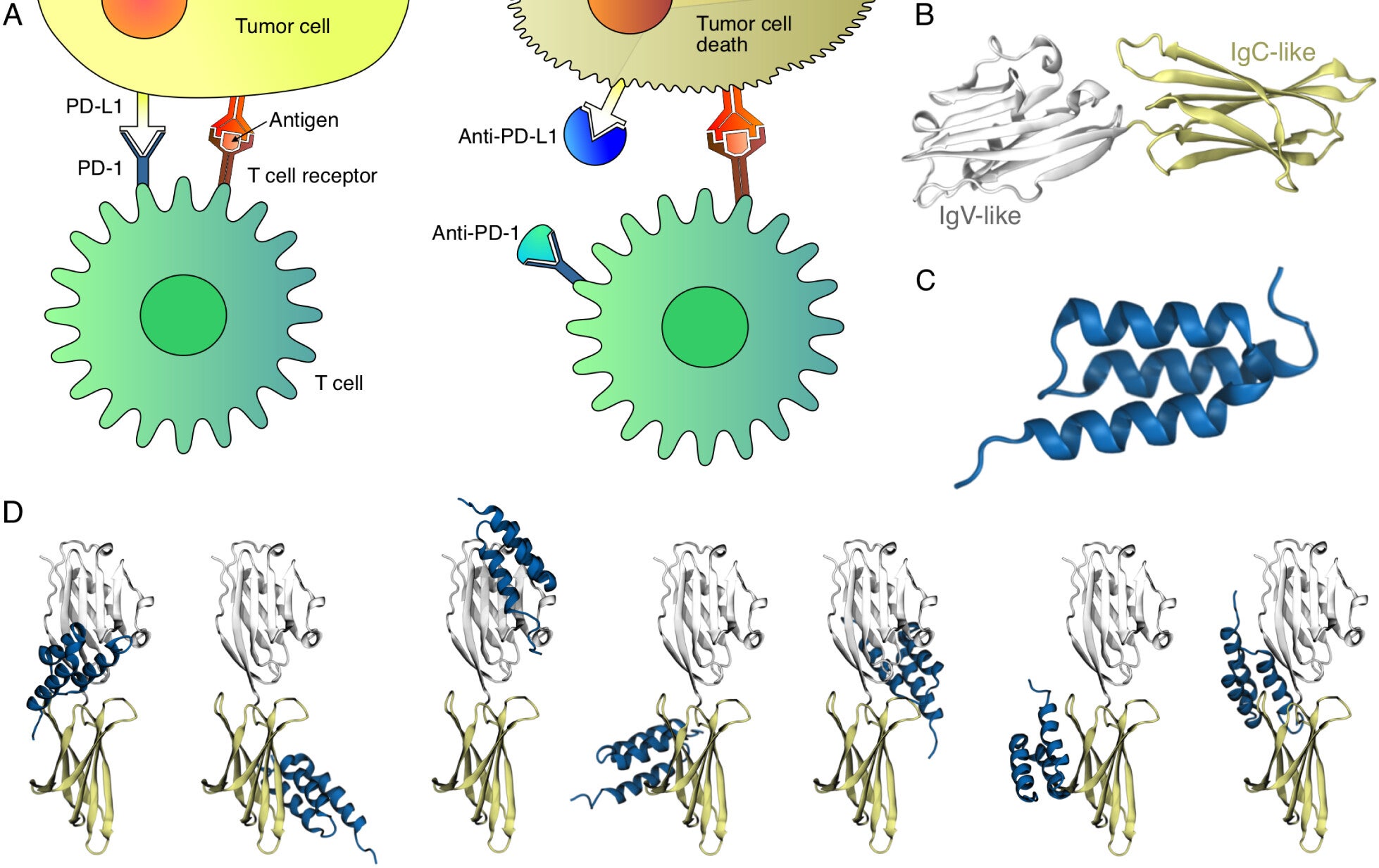 Overview of PD-L1 cancer targeting and the lack of reliability of blind docking. 