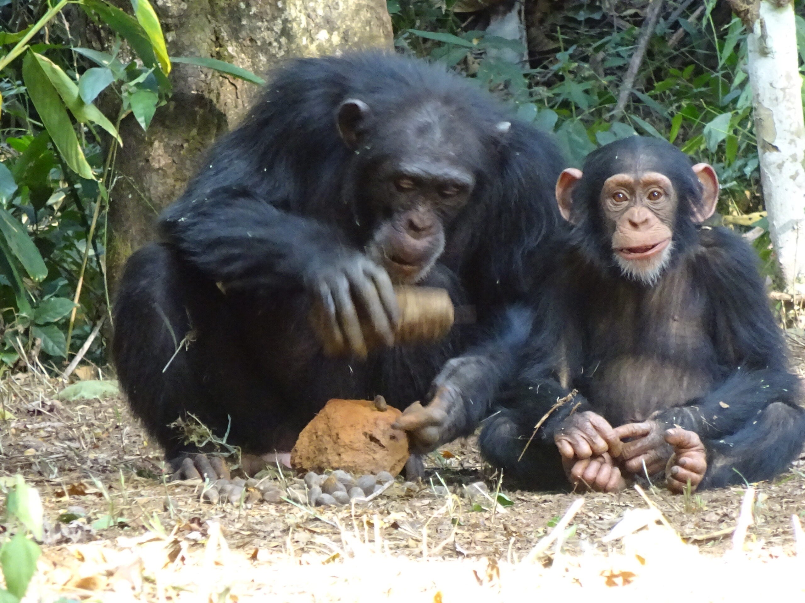 Adult female cracking nuts using stone tools. She is being observed by an infant female (1 year old). 