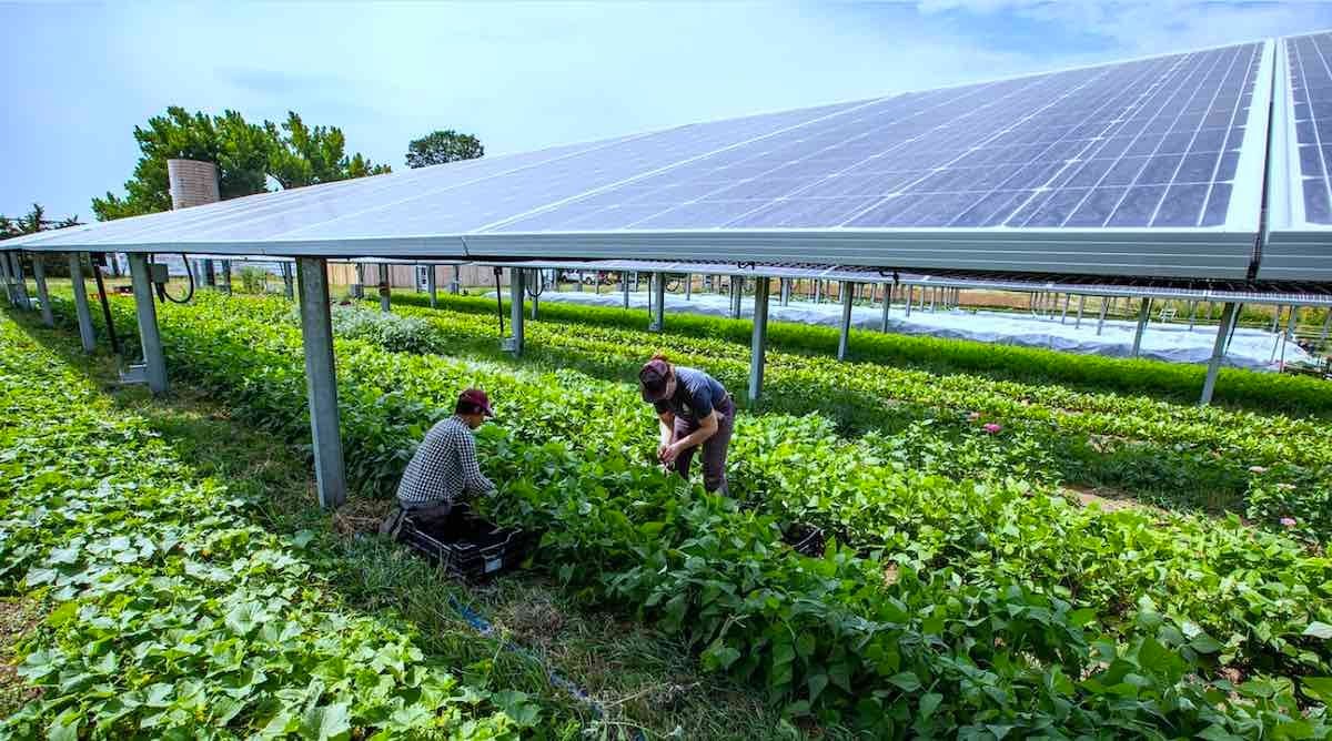 Agrivoltaics, the practice of combining solar energy generation with agriculture on the same land, has emerged as a potential solution.