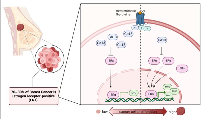 Loss of Gα13 in ER+ breast cancer cells leads to increased cell growth and tumour development, suggesting that Gα13 may suppress tumours in this subtype of cancer.