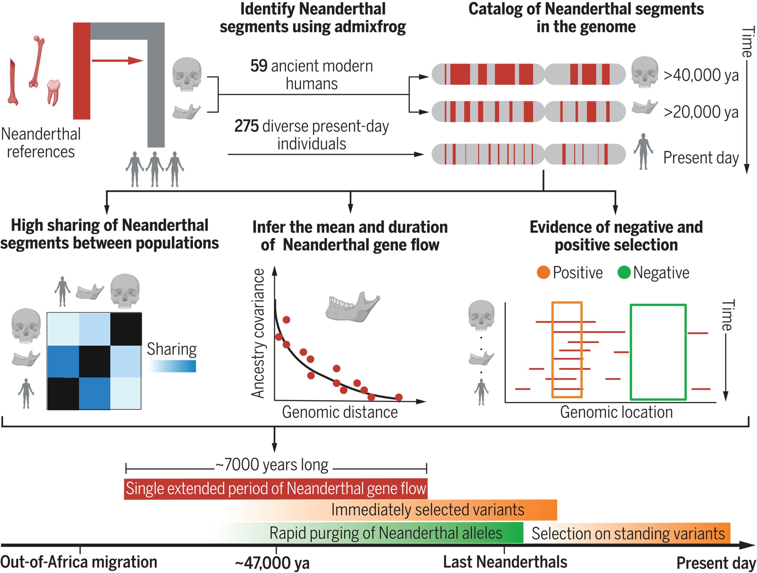 Using Neanderthal (red) and present-day Africans as references, we identified regions of Neanderthal ancestry in >300 ancient and present-day modern humans (gray). We assessed the sharing of Neanderthal segments between populations, inferred the mean time and duration of the gene flow, and examined the variation in frequency across the genome to identify candidates of positive and negative selection. ya, years ago.