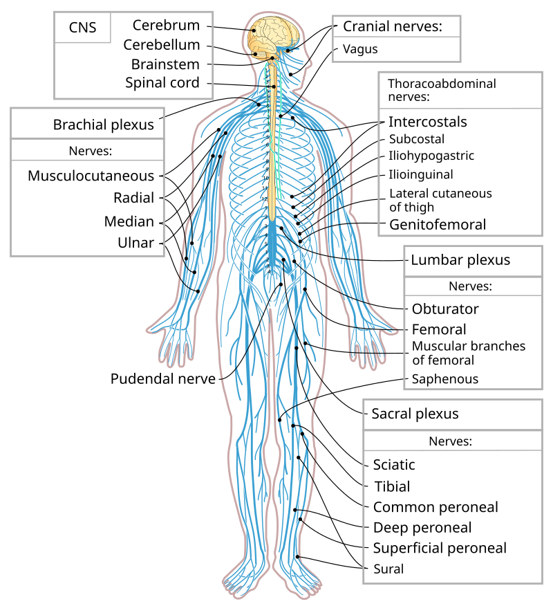 The human peripheral nervous system gathers vast amounts of environmental data.