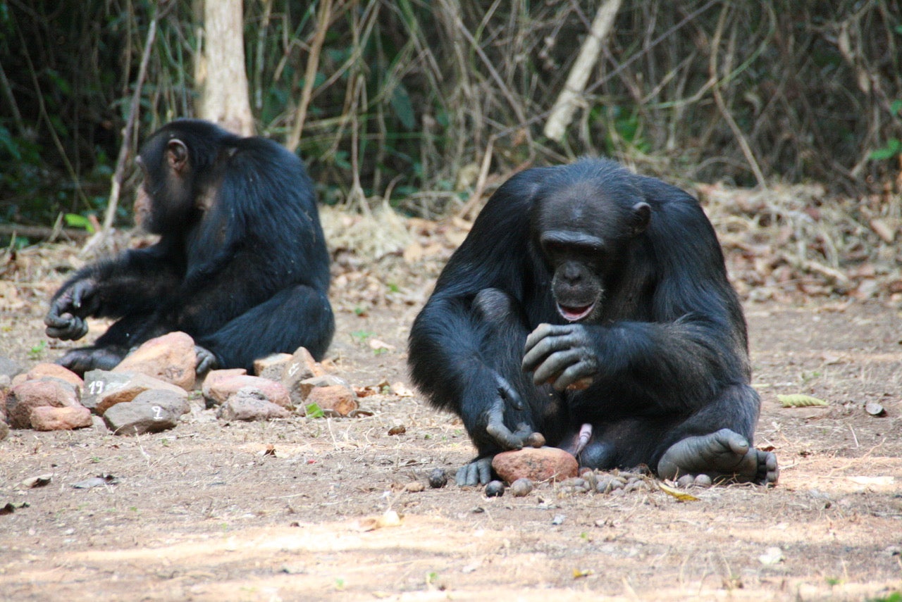 A male individual cracking nuts using stones. 