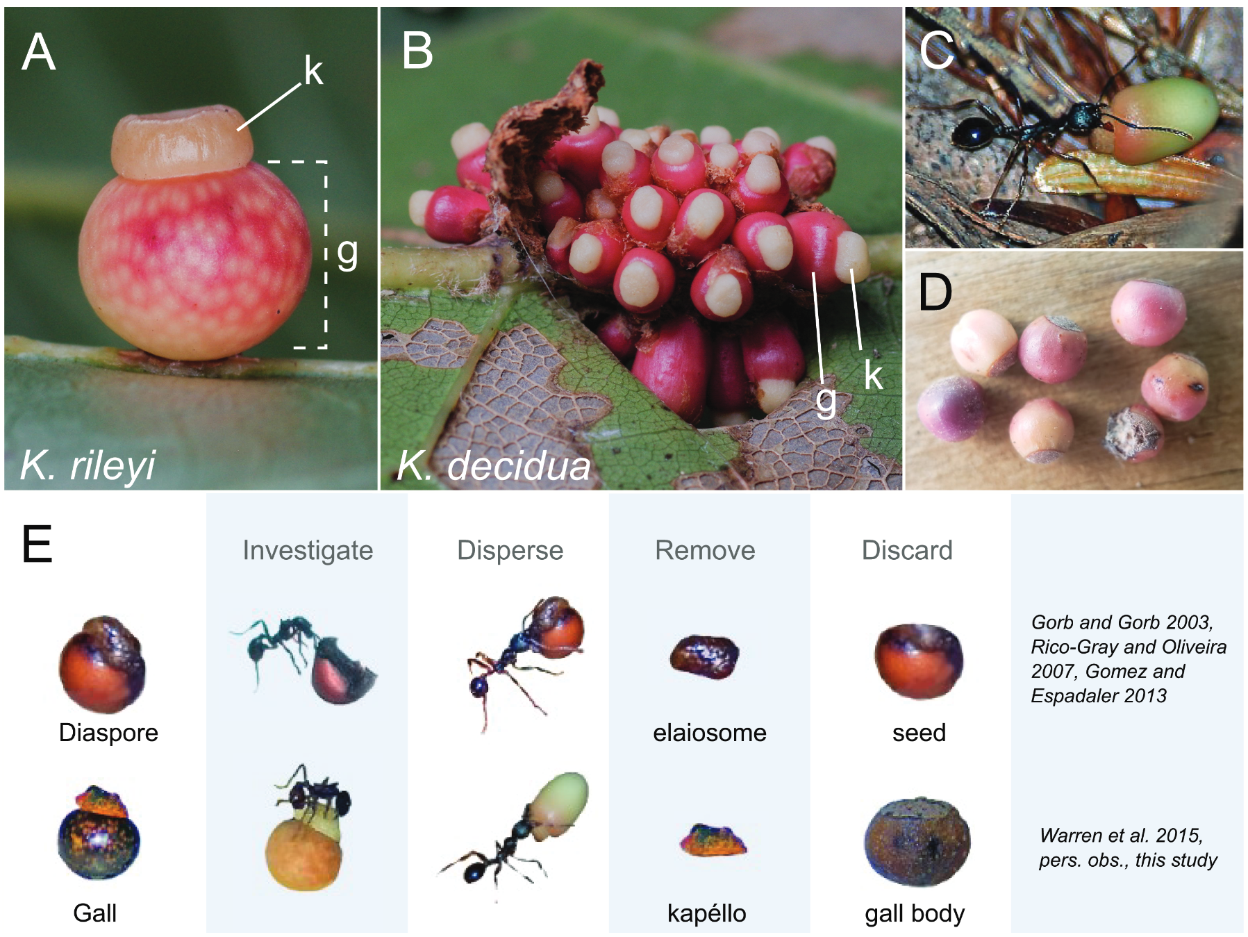 Ants disperse oak galls of some cynipid wasp species similarly to how they disperse seeds with elaiosomes. 