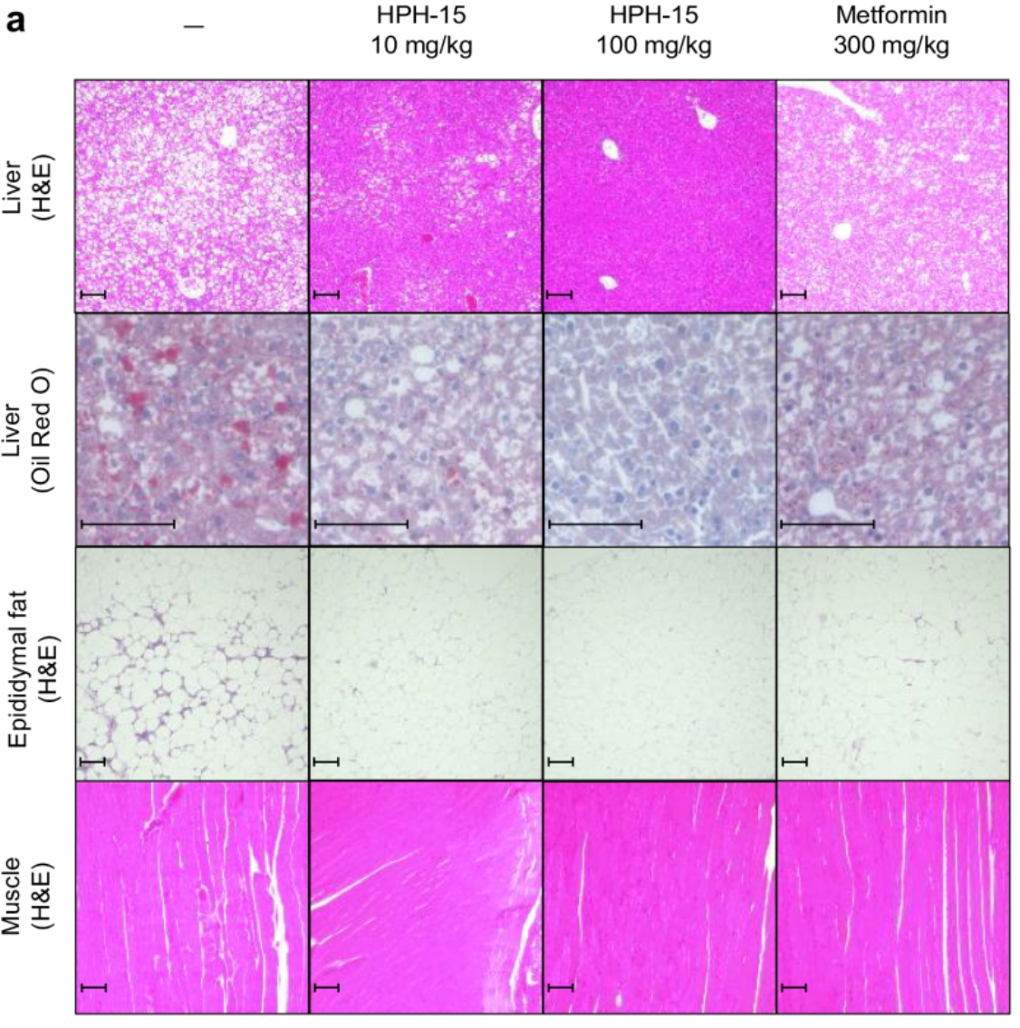 HPH-15's performance versus Metformin in muscle, epididymal fat and liver.