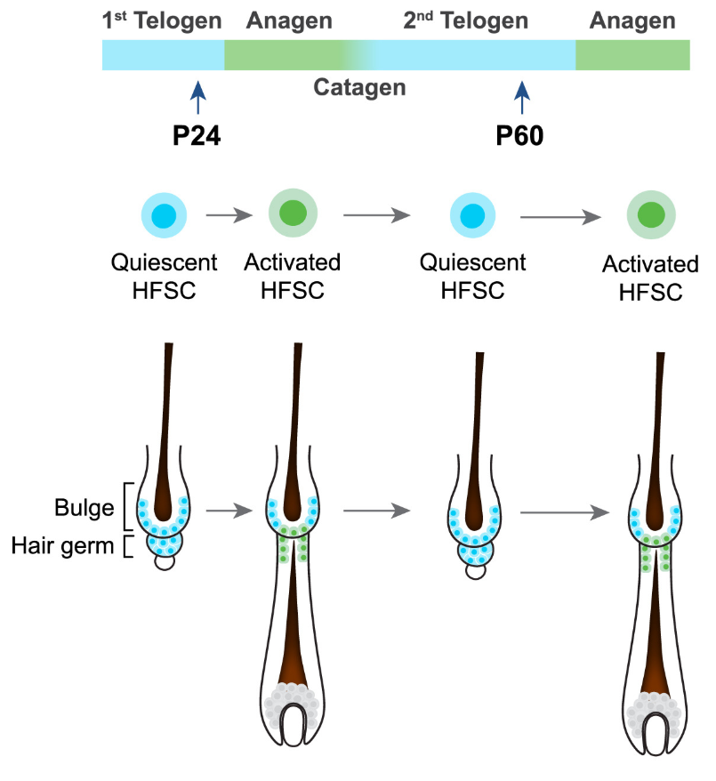 Schematic of mouse hair cycle phases driven by the periodic activation of HFSCs. 