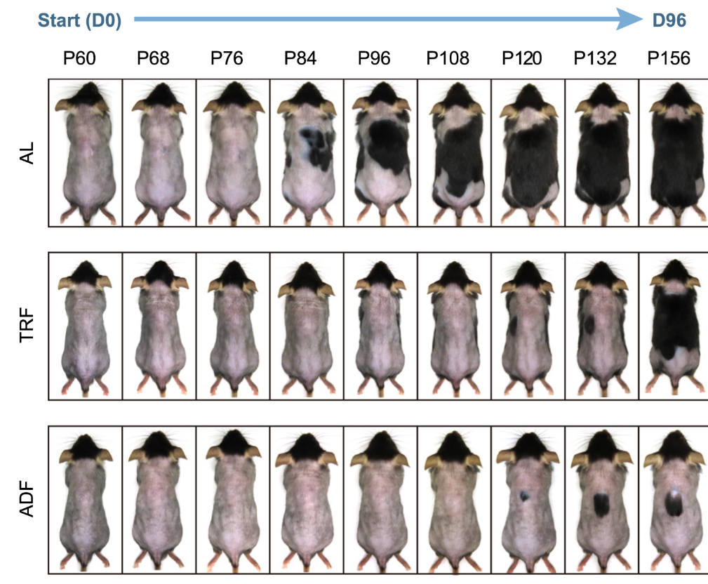 Progression of hair regrowth in male mice subjected to AL, 16/8 TRF, and ADF paradigms between postnatal day (P) 60 and P156. Mice were shaved before treatments