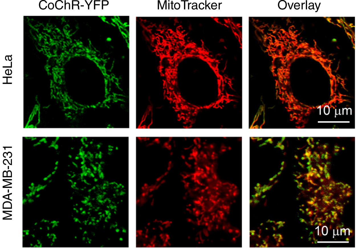 Confocal images showing high-level mitochondrial CoChR expression in HeLa and MDA-MB-231 cells, indicated by strong overlap of eYFP (fused to CoChR) and MitoTracker dye.