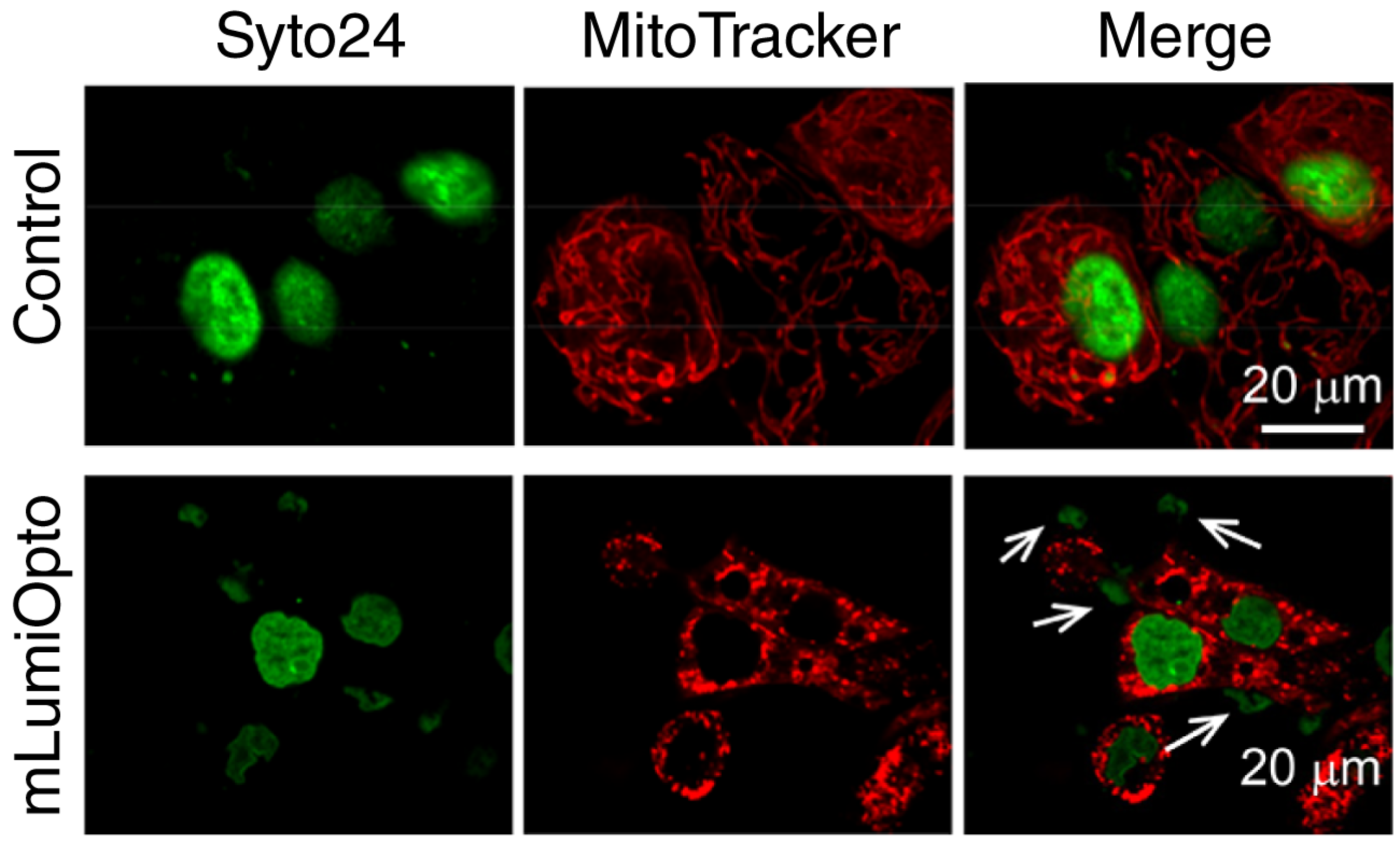 Syto24 staining revealed mLumiOpto-induced substantial DNA damage.