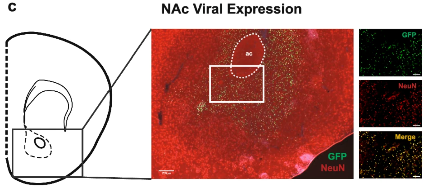 Representative photomicrograph of NAc viral expression from AAV-hSyn-GFP-injected mouse (centre).