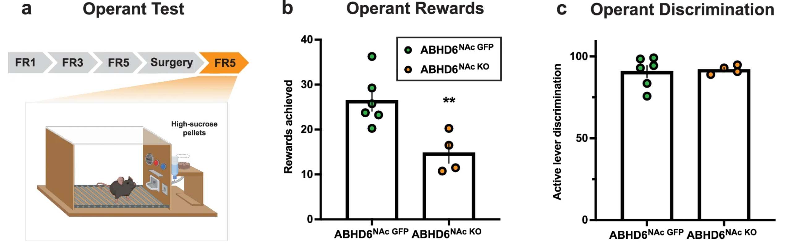 Schematic of operant conditioning apparatus. FR, fixed ratio (reinforcement schedule). b Mean operant rewards (ABHD6NAc GFP: n = 6, ABHD6NAc KO: n = 4, P = 0.0088). c Active lever discrimination (ABHD6NAc GFP: n = 6, ABHD6NAc KO: n = 4, P = 0.8118). 