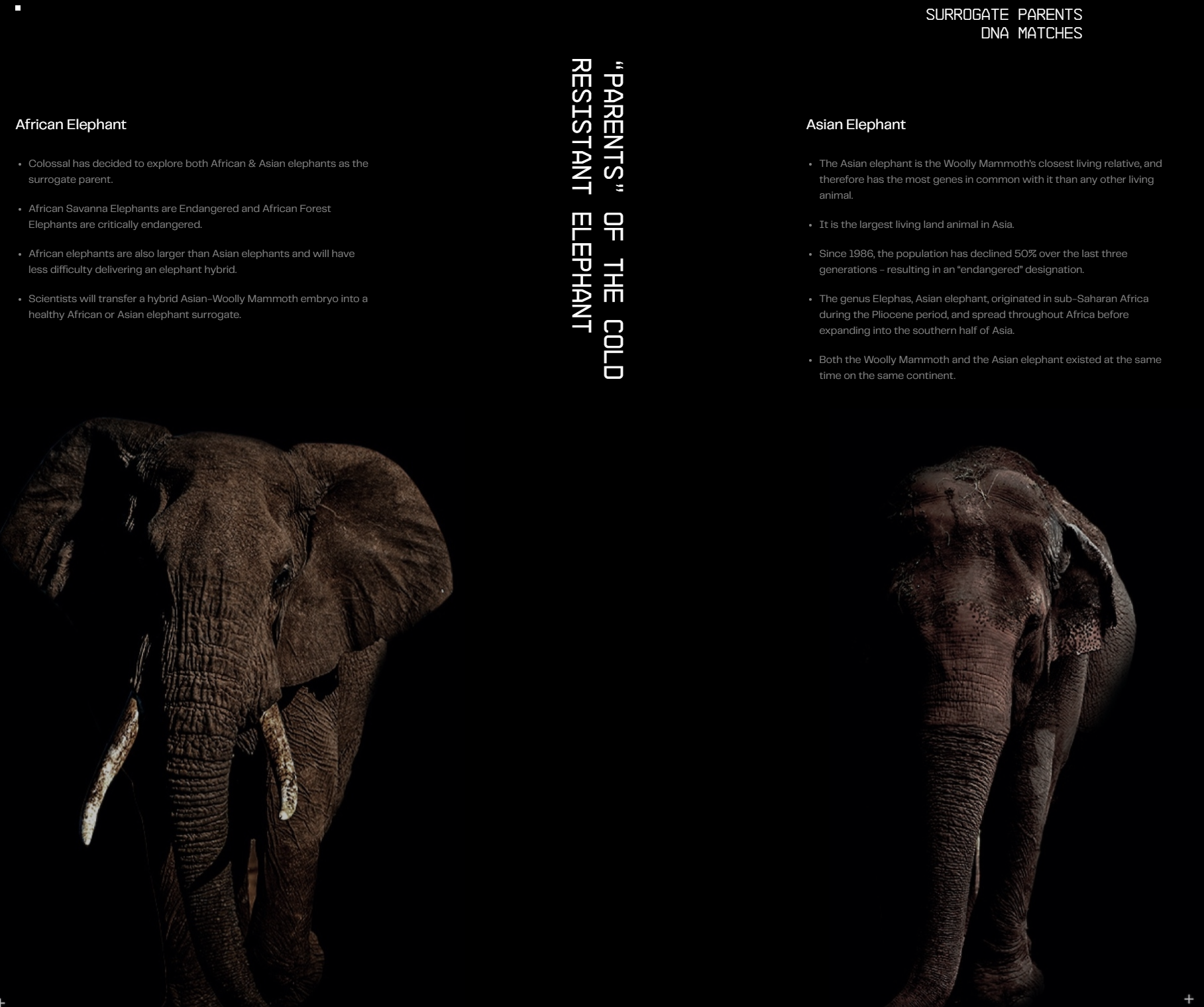 Surrogate parent DNA matches for the wolly mammoth.  