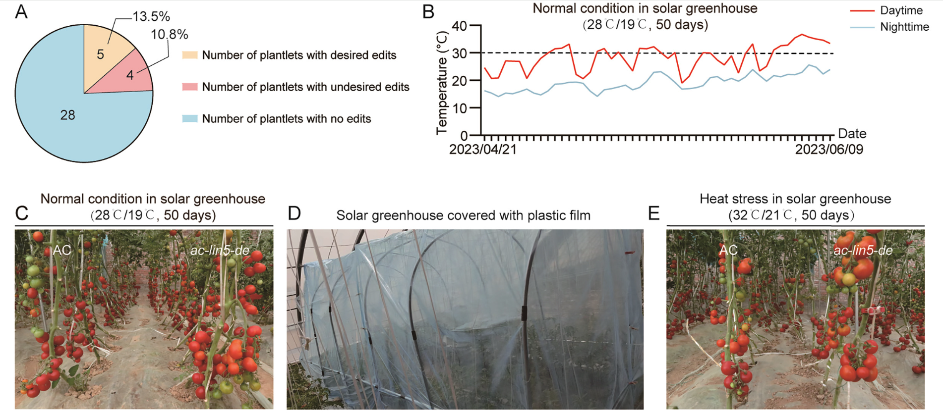 In multi-location and multi-season tests, tomatoes modified with the CROCS strategy showed yield increases of 14% to 47% under normal conditions.