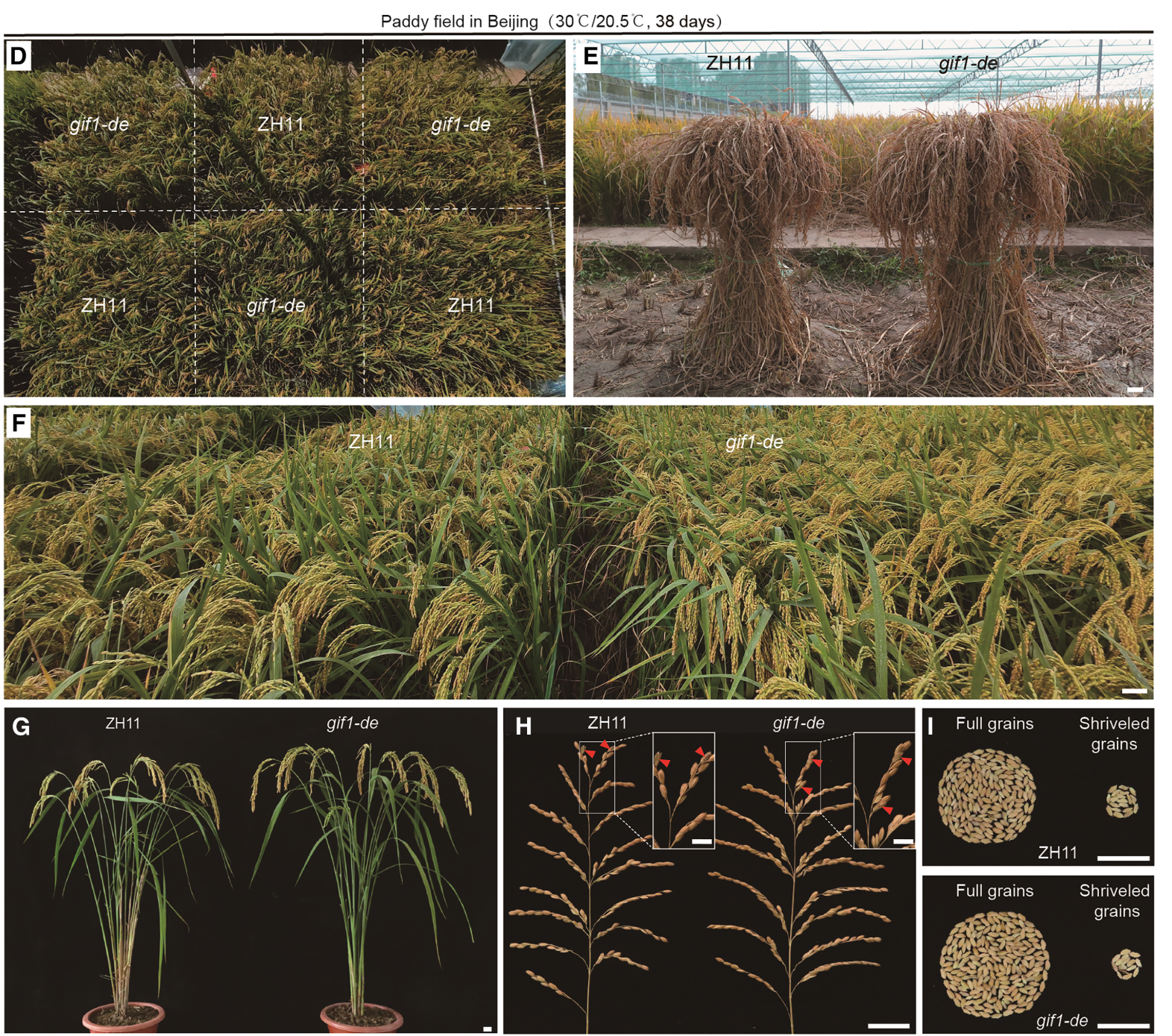 Prof. Xu’s team has already applied the CROCS strategy to other staple crops, including soybeans, wheat, and corn.