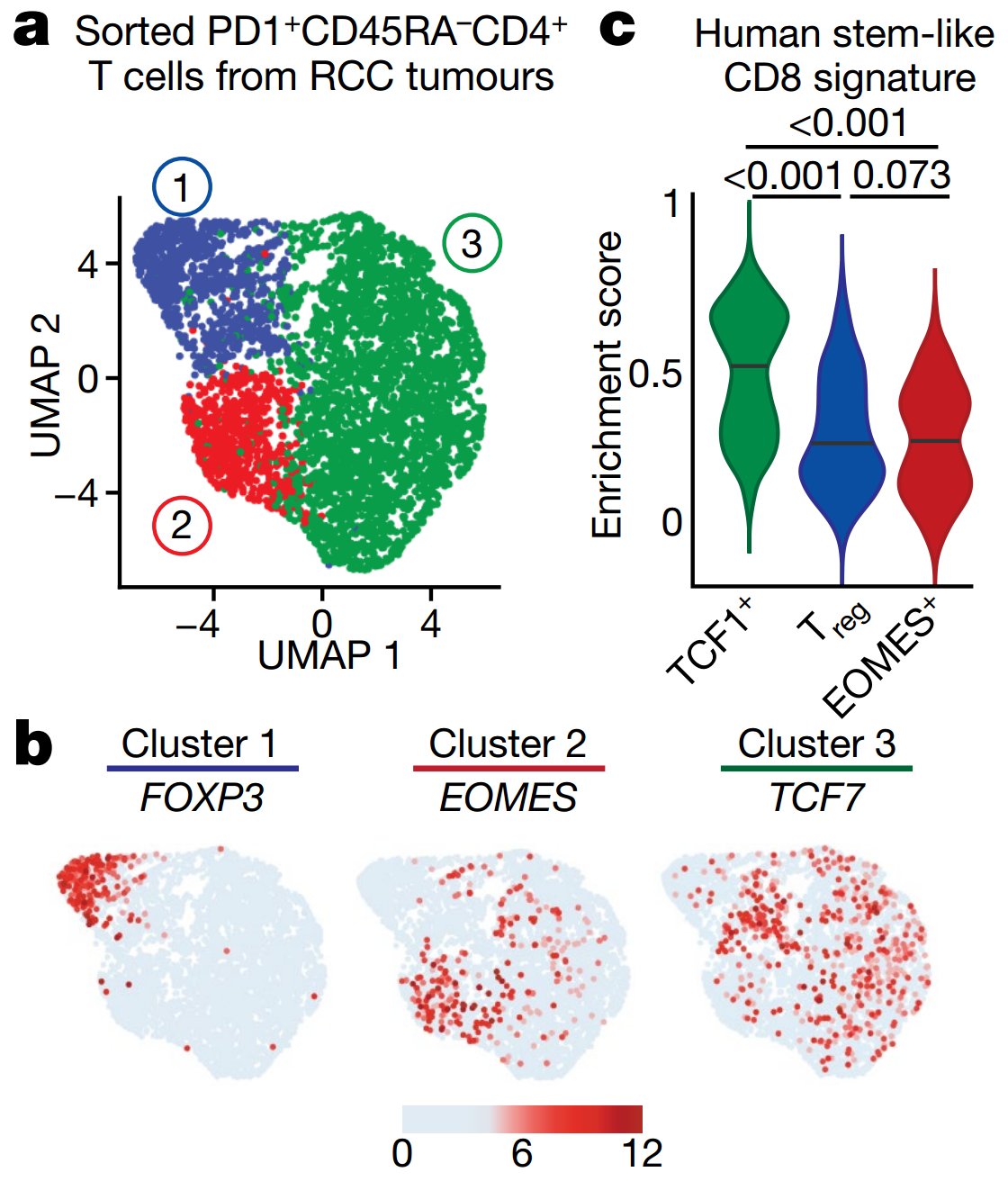 PD1+TCF1+ stem-like CD4 T cells are the predominant population in human tumours and TDLNs. 