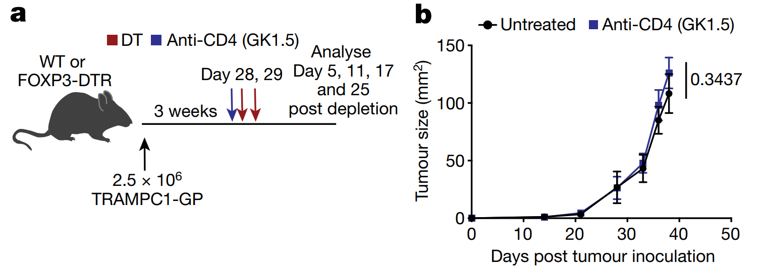 Stem-like CD4 to TH1 differentiation is sufficient to promote effector CD8 T cell responses in TDLNs in the presence of Treg cells.