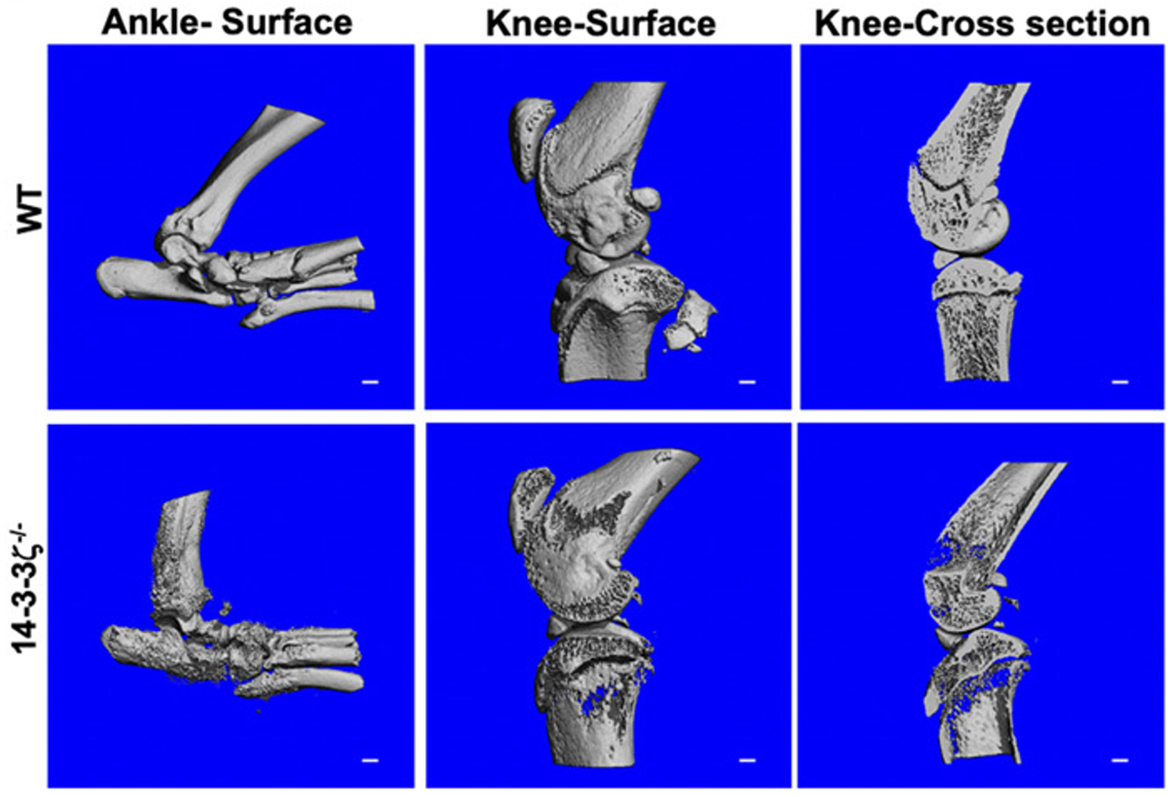 The 3D reconstruction of μCT scans of ankle and knee joints are shown. (Scale bar: 1 mm.)