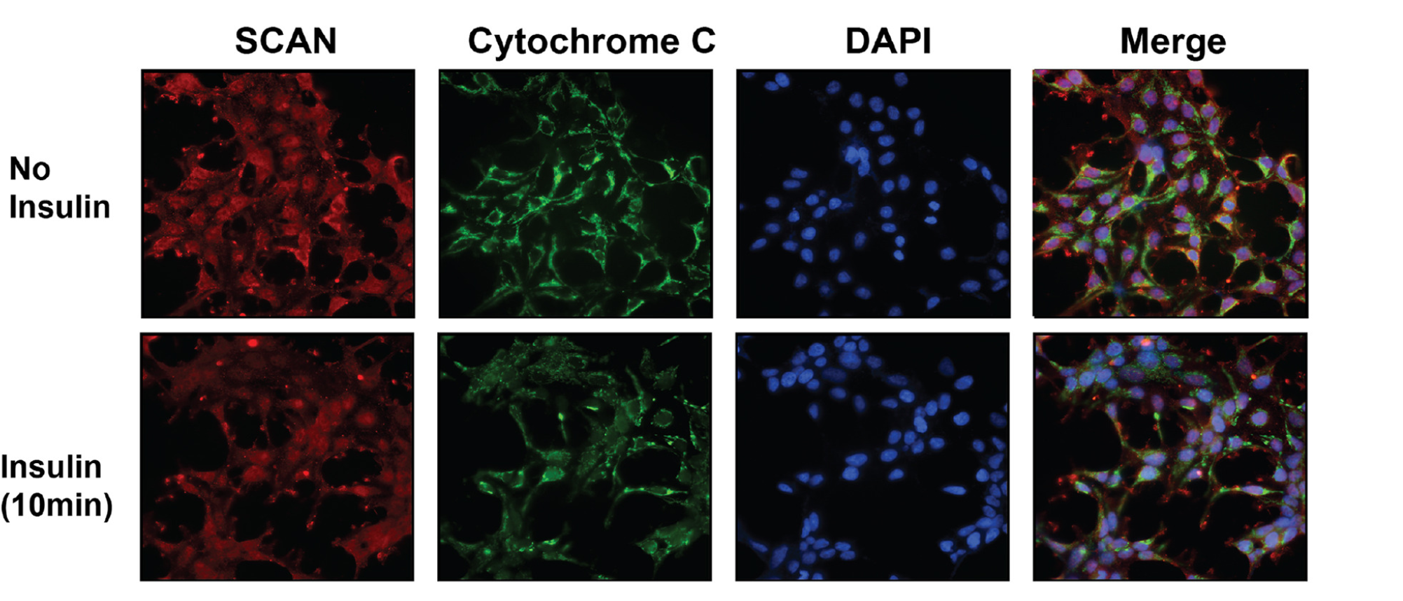  Immunostaining of SCAN and cytochrome c (mitochondrial marker) in HEK cells, with DAPI nuclear staining. Overnight serum-starved HEK cells were treated by insulin for 10 min.